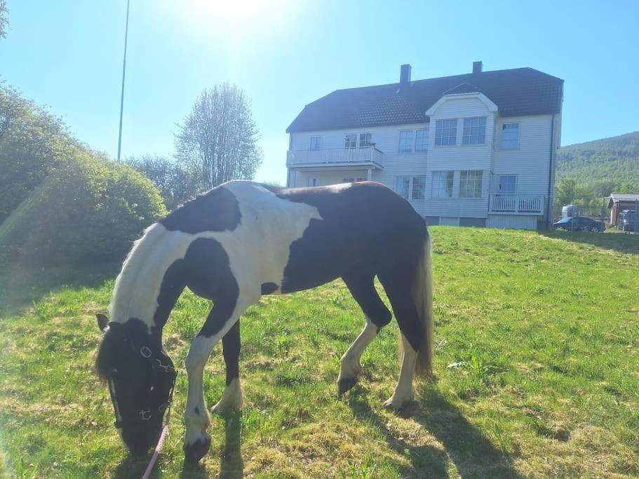 Privat Leilighet Pa Gard Med Badstue Og Nordlys ナルヴィク エクステリア 写真