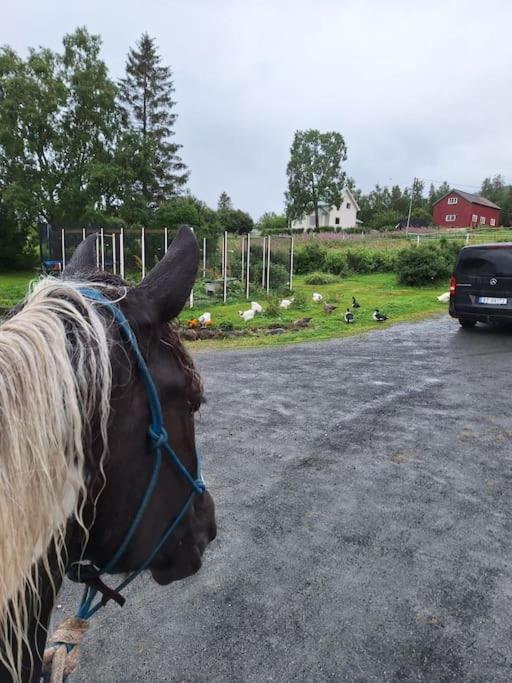 Privat Leilighet Pa Gard Med Badstue Og Nordlys ナルヴィク エクステリア 写真