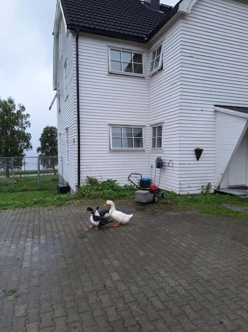 Privat Leilighet Pa Gard Med Badstue Og Nordlys ナルヴィク エクステリア 写真
